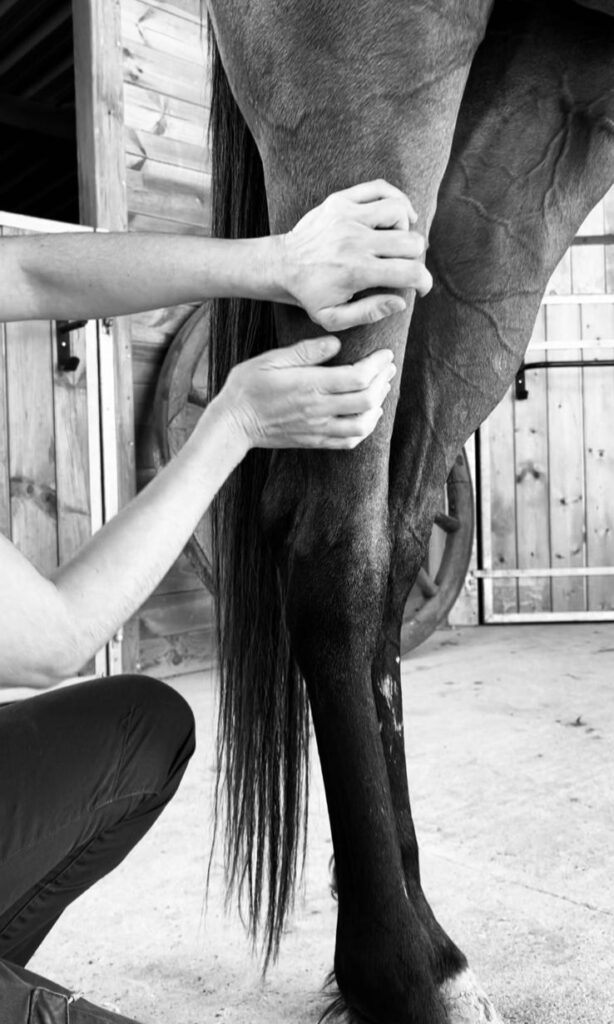 Massage cheval